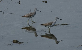 アオアシシギ 大阪南港野鳥園 2018年10月7日(日)