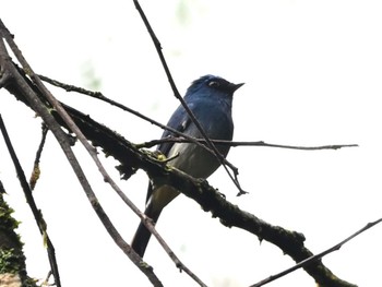 Indigo Flycatcher Kinabaru park Fri, 11/24/2023