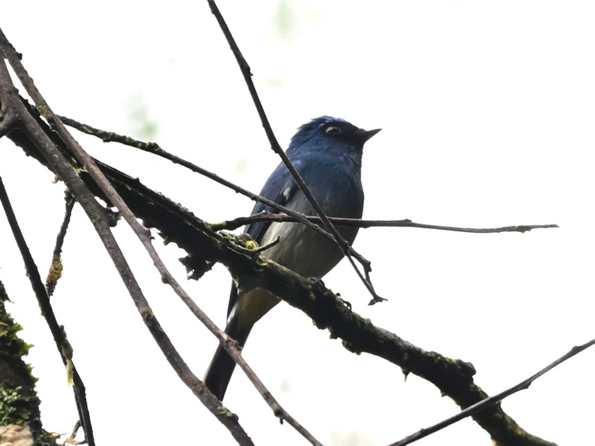 Photo of Indigo Flycatcher at Kinabaru park by dtaniwaki