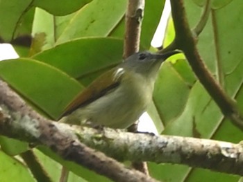 Lesser Greenlet Kinabaru park Fri, 11/24/2023