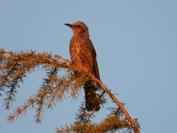 Brown-eared Bulbul 等々力緑地 Sun, 12/3/2023