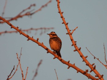 Dusky Thrush 等々力緑地 Sun, 12/3/2023