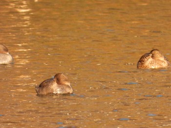 Eurasian Wigeon 等々力緑地 Sun, 12/3/2023