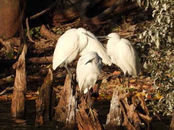 Little Egret 等々力緑地 Sun, 12/3/2023