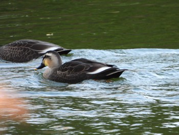 Eastern Spot-billed Duck 等々力緑地 Sun, 12/3/2023