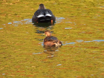 Little Grebe 等々力緑地 Sun, 12/3/2023