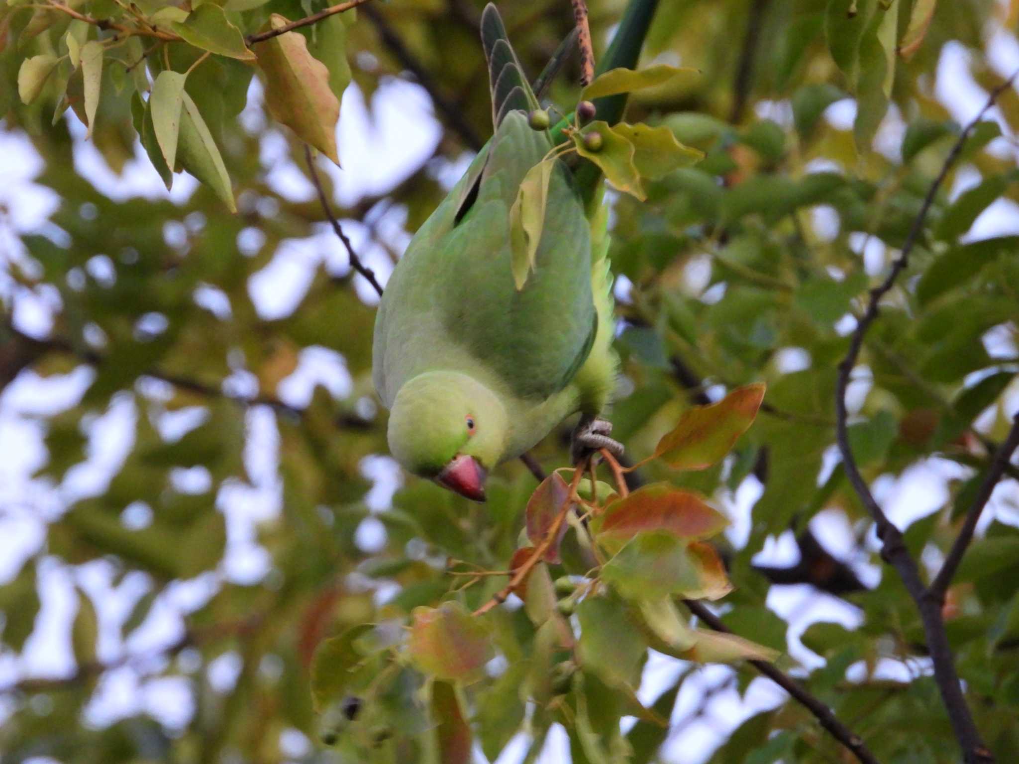 等々力緑地 ワカケホンセイインコの写真