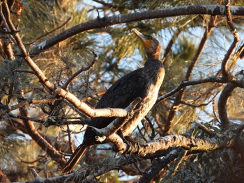 Great Cormorant 等々力緑地 Sun, 12/3/2023