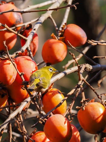 Warbling White-eye 牛久自然観察の森 Sun, 12/3/2023