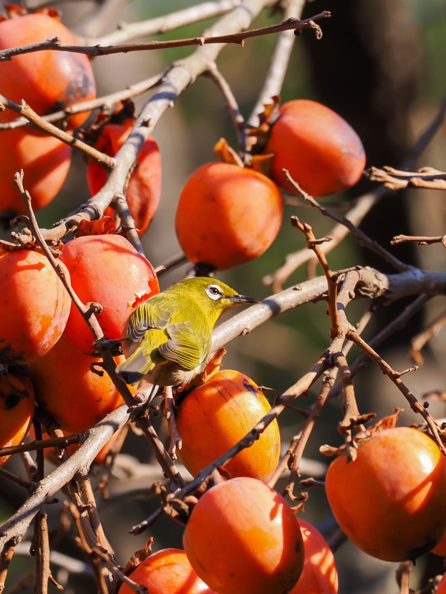 Photo of Warbling White-eye at 牛久自然観察の森 by daffy@お散歩探鳥＆遠征探鳥♪