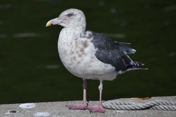 Slaty-backed Gull 道東 Fri, 9/29/2023