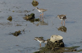 アカアシシギ 大阪南港野鳥園 2018年10月7日(日)