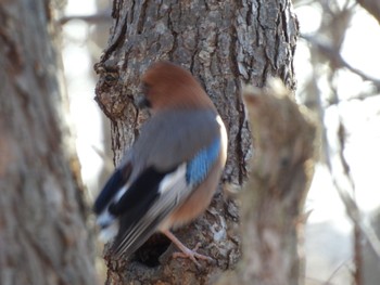 Eurasian Jay(brandtii) Lake Utonai Sat, 11/25/2023