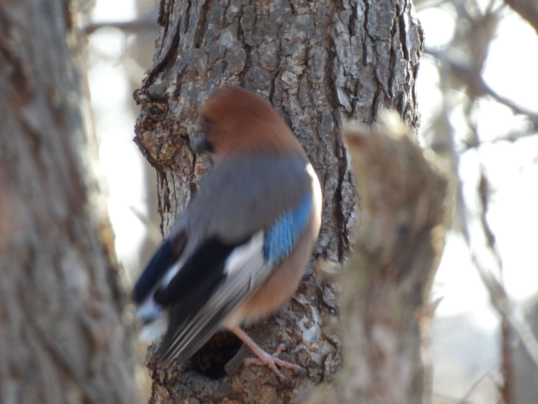 Photo of Eurasian Jay(brandtii) at Lake Utonai by 鳥散歩