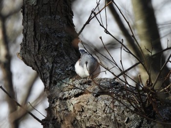 Eurasian Nuthatch(asiatica) Lake Utonai Sat, 11/25/2023