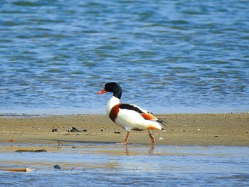 Common Shelduck 野洲川河口 Sun, 12/3/2023