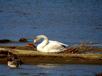 Tundra Swan 野洲川河口 Sun, 12/3/2023