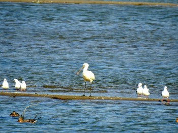 Eurasian Spoonbill 野洲川河口 Sun, 12/3/2023