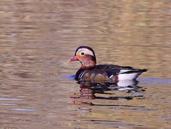 Mandarin Duck 見沼自然公園 Sun, 12/3/2023