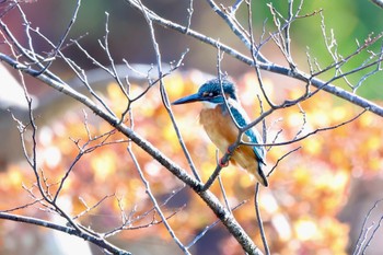 カワセミ こども自然公園 (大池公園/横浜市) 2023年12月3日(日)