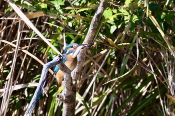 カワセミ こども自然公園 (大池公園/横浜市) 2023年12月3日(日)