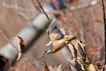 カワセミ こども自然公園 (大池公園/横浜市) 2023年12月3日(日)