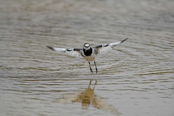 White Wagtail 金武町(沖縄県) Sun, 12/3/2023