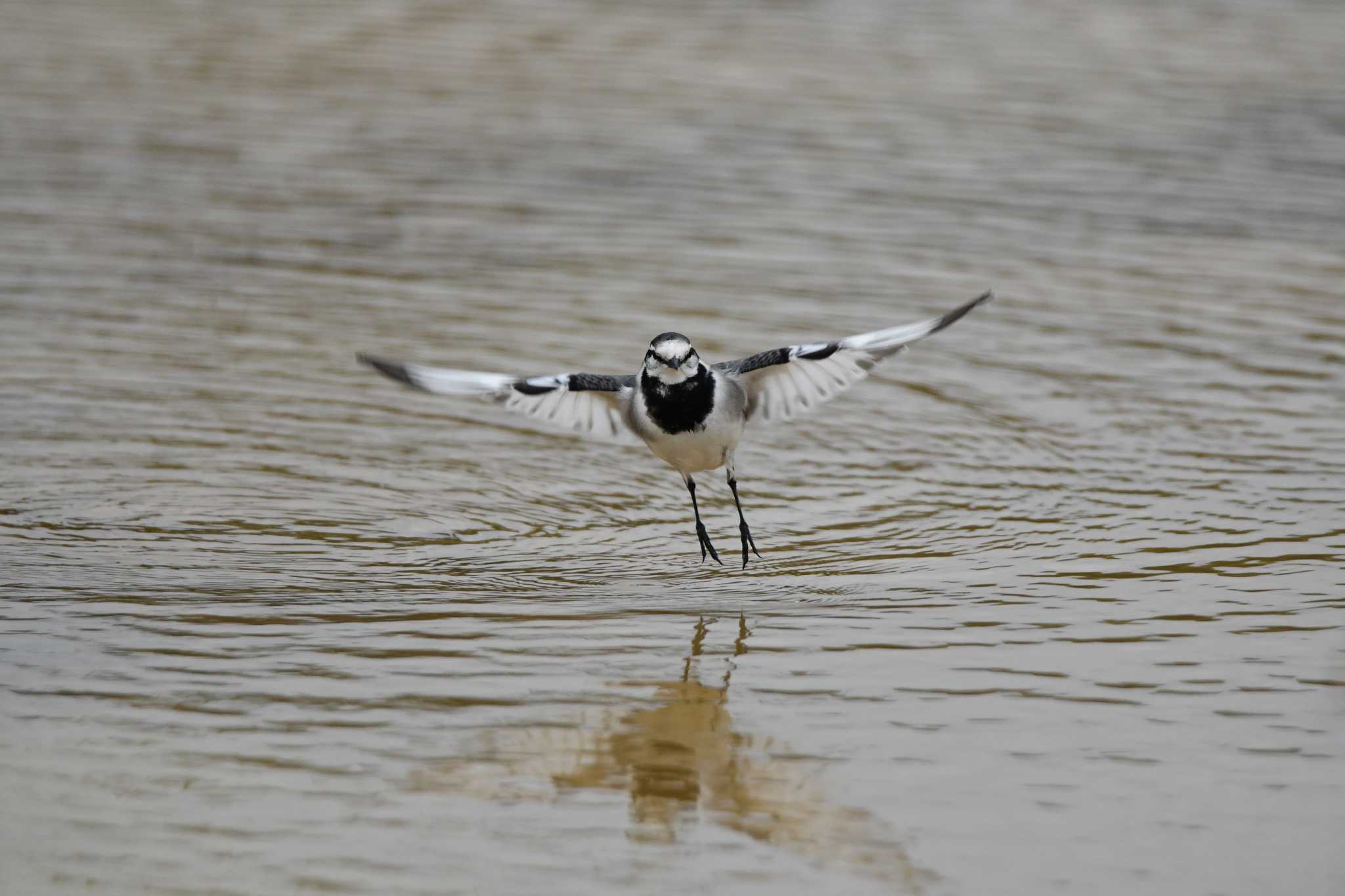 Photo of White Wagtail at 金武町(沖縄県) by ashiro0817