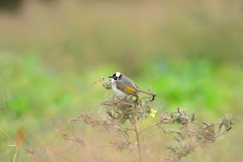 Light-vented Bulbul 金武町(沖縄県) Sun, 12/3/2023