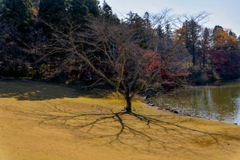 シナガチョウ DIC川村記念美術館庭園 Sun, 12/3/2023