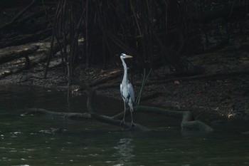 Grey Heron Sungei Buloh Wetland Reserve Thu, 3/16/2023