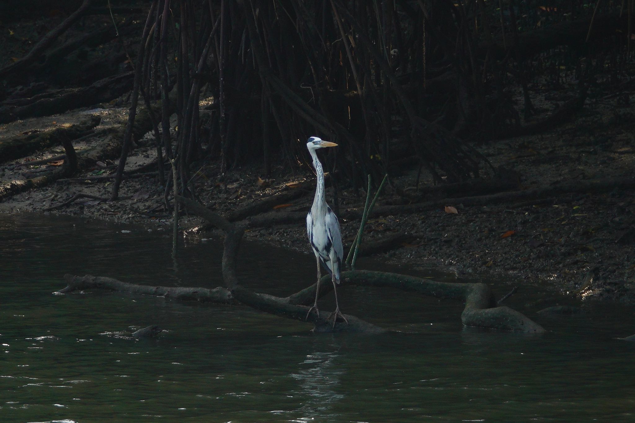 Photo of Grey Heron at Sungei Buloh Wetland Reserve by のどか