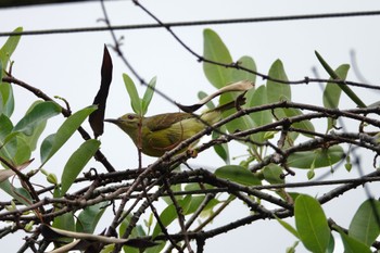 チャノドコバシタイヨウチョウ Sungei Buloh Wetland Reserve 2023年3月16日(木)