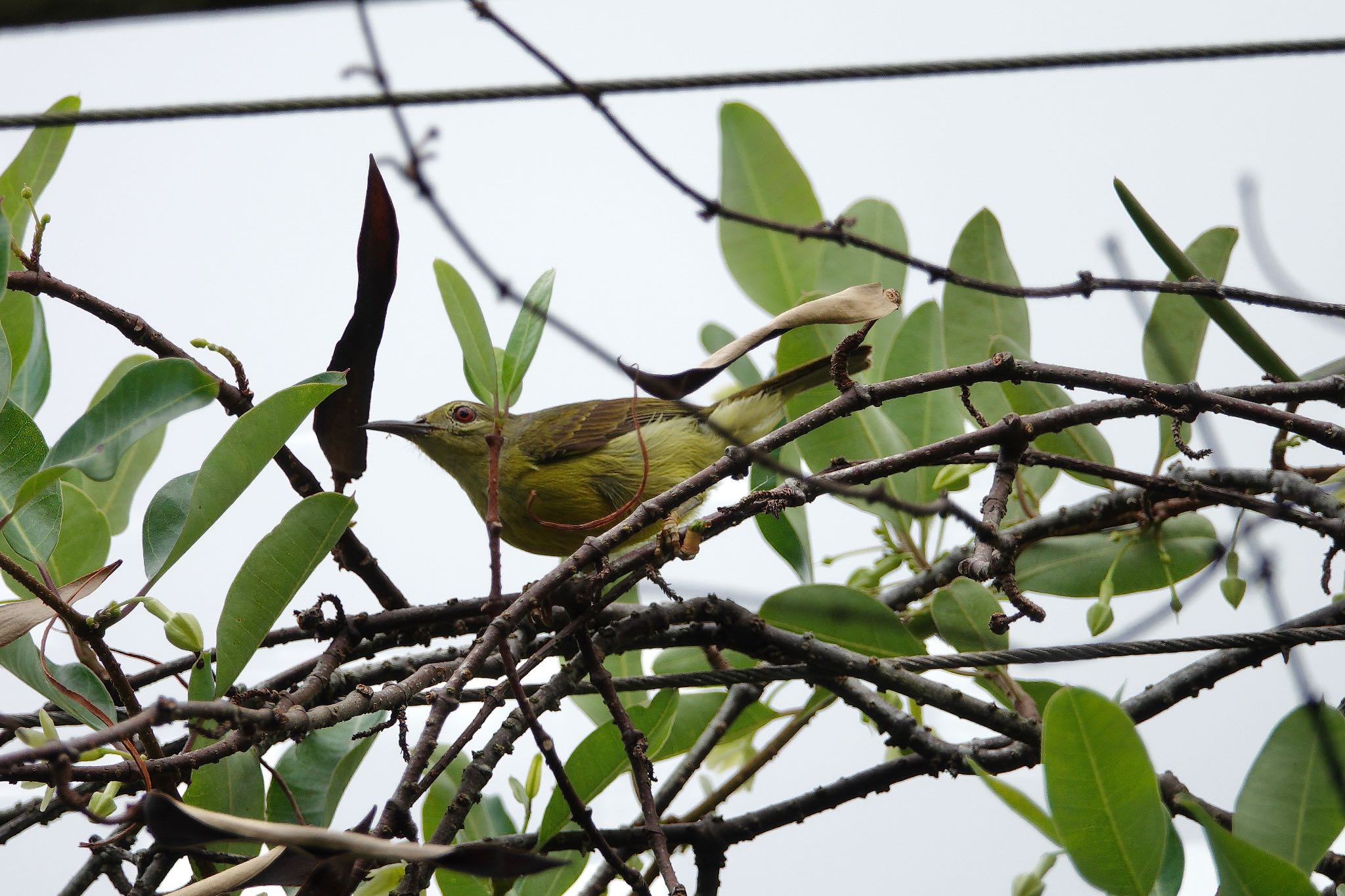 Brown-throated Sunbird