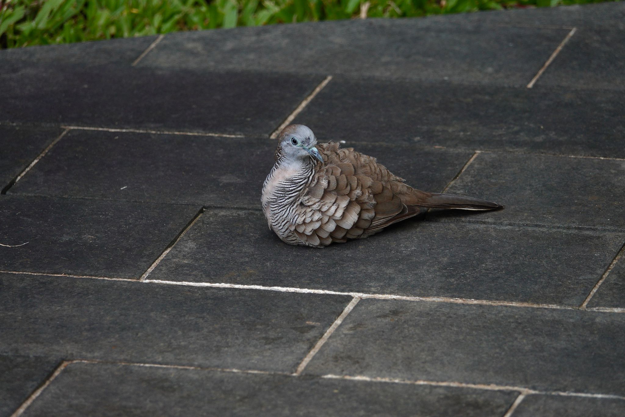 Photo of Zebra Dove at Sungei Buloh Wetland Reserve by のどか