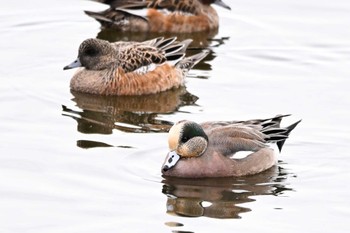 American Wigeon 多々良沼公園 Sun, 11/26/2023