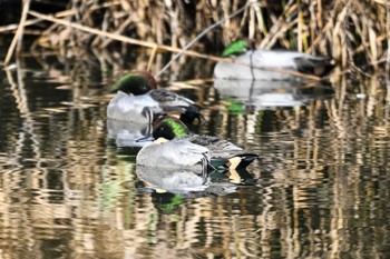 Falcated Duck 羽生水郷公園 Sun, 12/3/2023