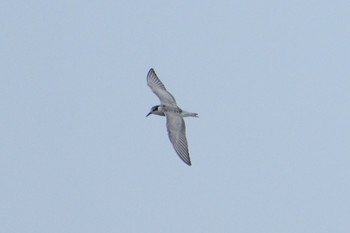 Whiskered Tern 多摩川二ヶ領宿河原堰 Sun, 10/14/2018