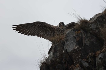 Peregrine Falcon 北海道 函館市 新湊町 Sun, 12/3/2023