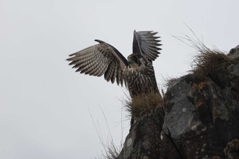 Peregrine Falcon 北海道 函館市 新湊町 Sun, 12/3/2023