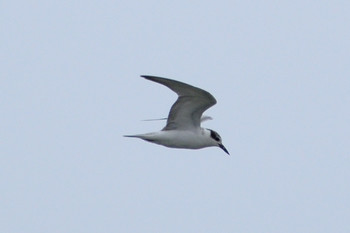 Whiskered Tern 多摩川二ヶ領宿河原堰 Sun, 10/14/2018