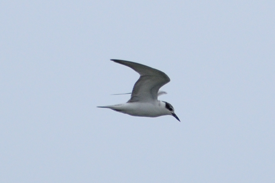 Photo of Whiskered Tern at 多摩川二ヶ領宿河原堰 by さすらう葦