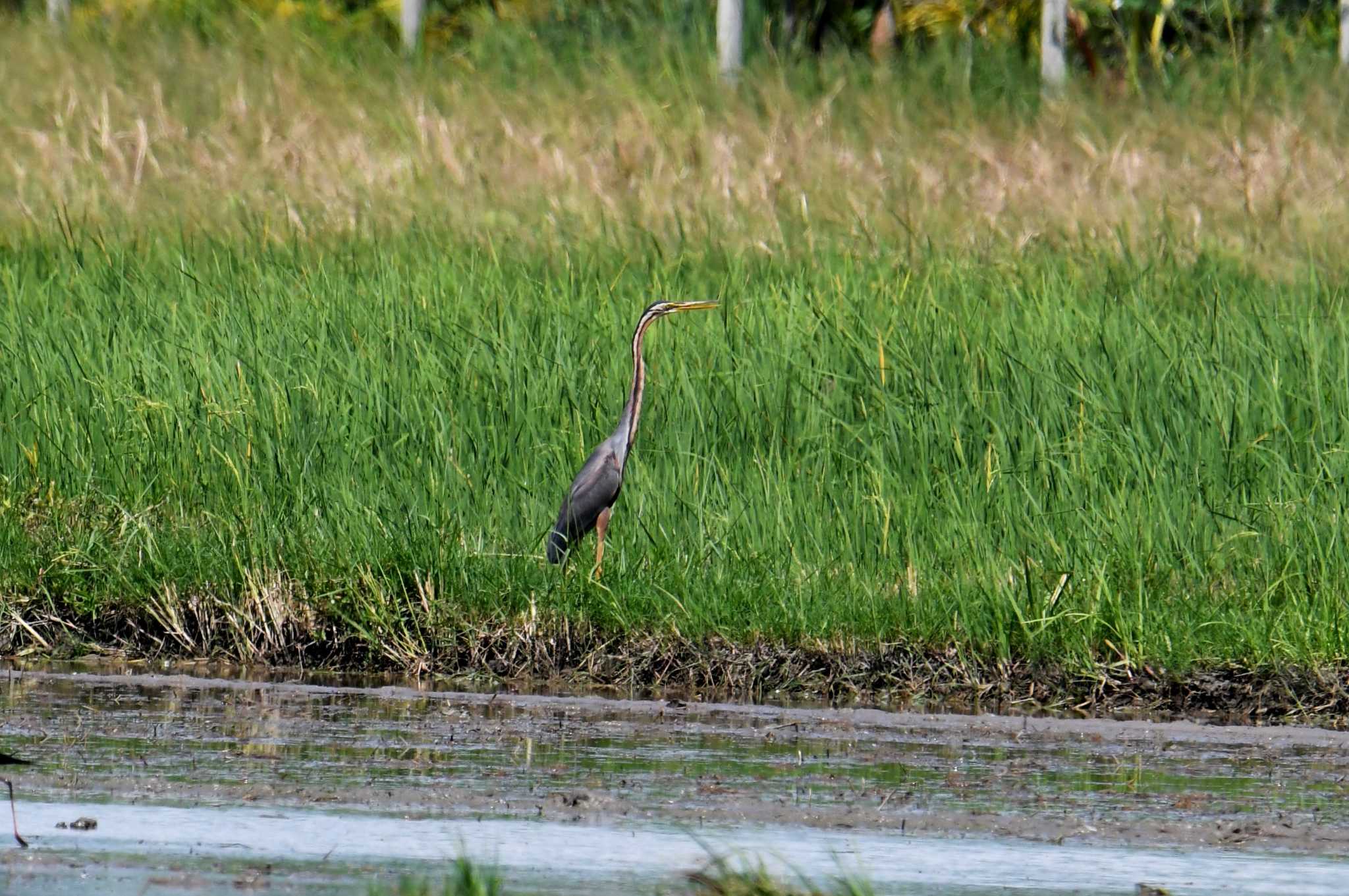 Photo of Purple Heron at タイ by あひる