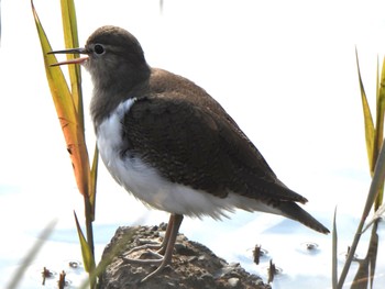 2023年12月3日(日) 東京港野鳥公園の野鳥観察記録