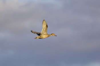 Northern Pintail 本埜村白鳥の郷 Sun, 12/3/2023