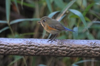 Red-flanked Bluetail Unknown Spots Sat, 12/2/2023