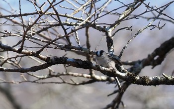 エナガ 丸火自然公園 2023年12月3日(日)