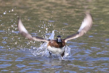 2023年12月2日(土) こども自然公園 (大池公園/横浜市)の野鳥観察記録