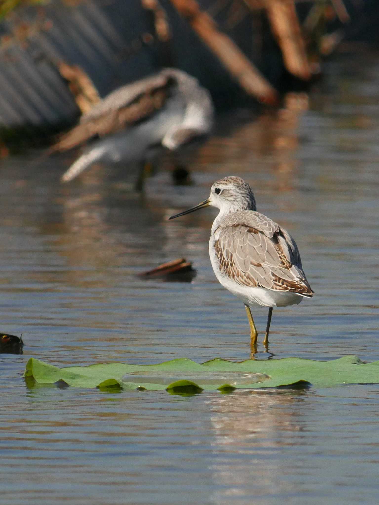 Photo of Marsh Sandpiper at Inashiki by のりさん