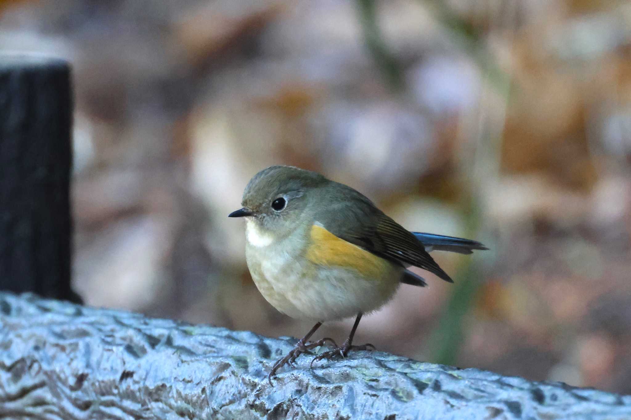 こども自然公園 (大池公園/横浜市) ルリビタキの写真 by ぼぼぼ